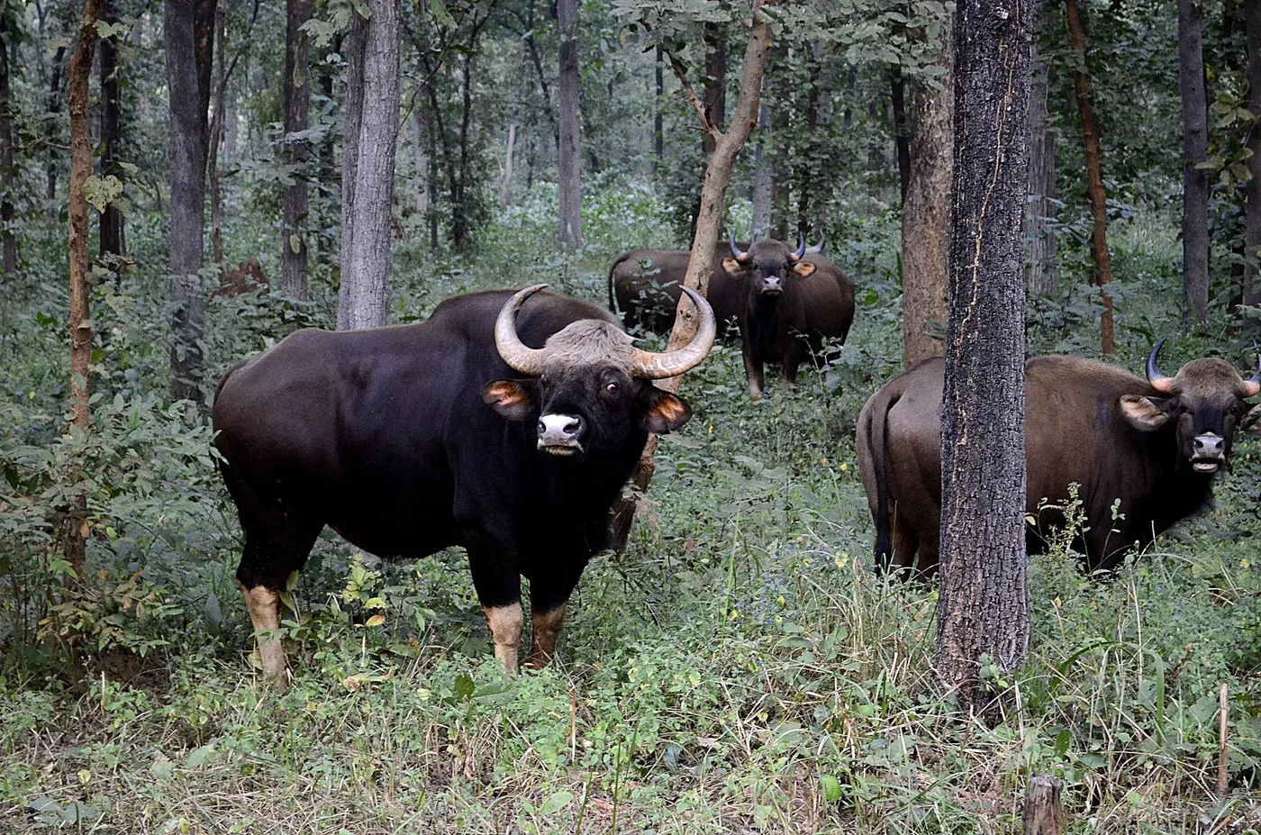 WEB-0255_gaurs
