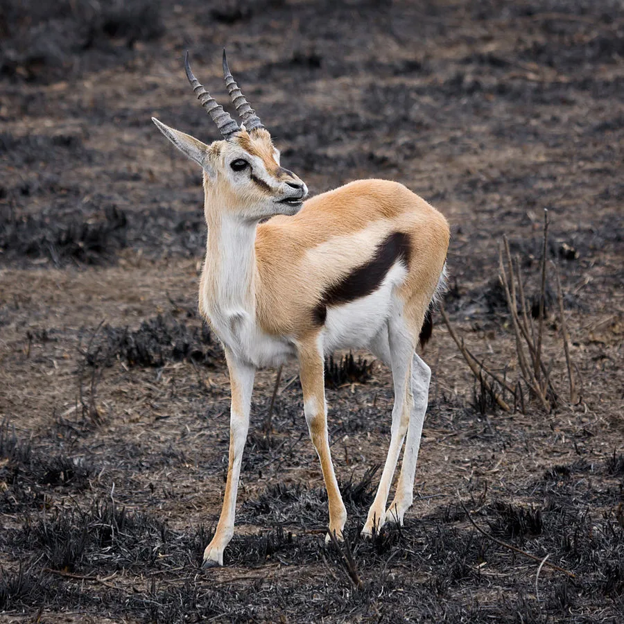 WEB-0256_gazelle