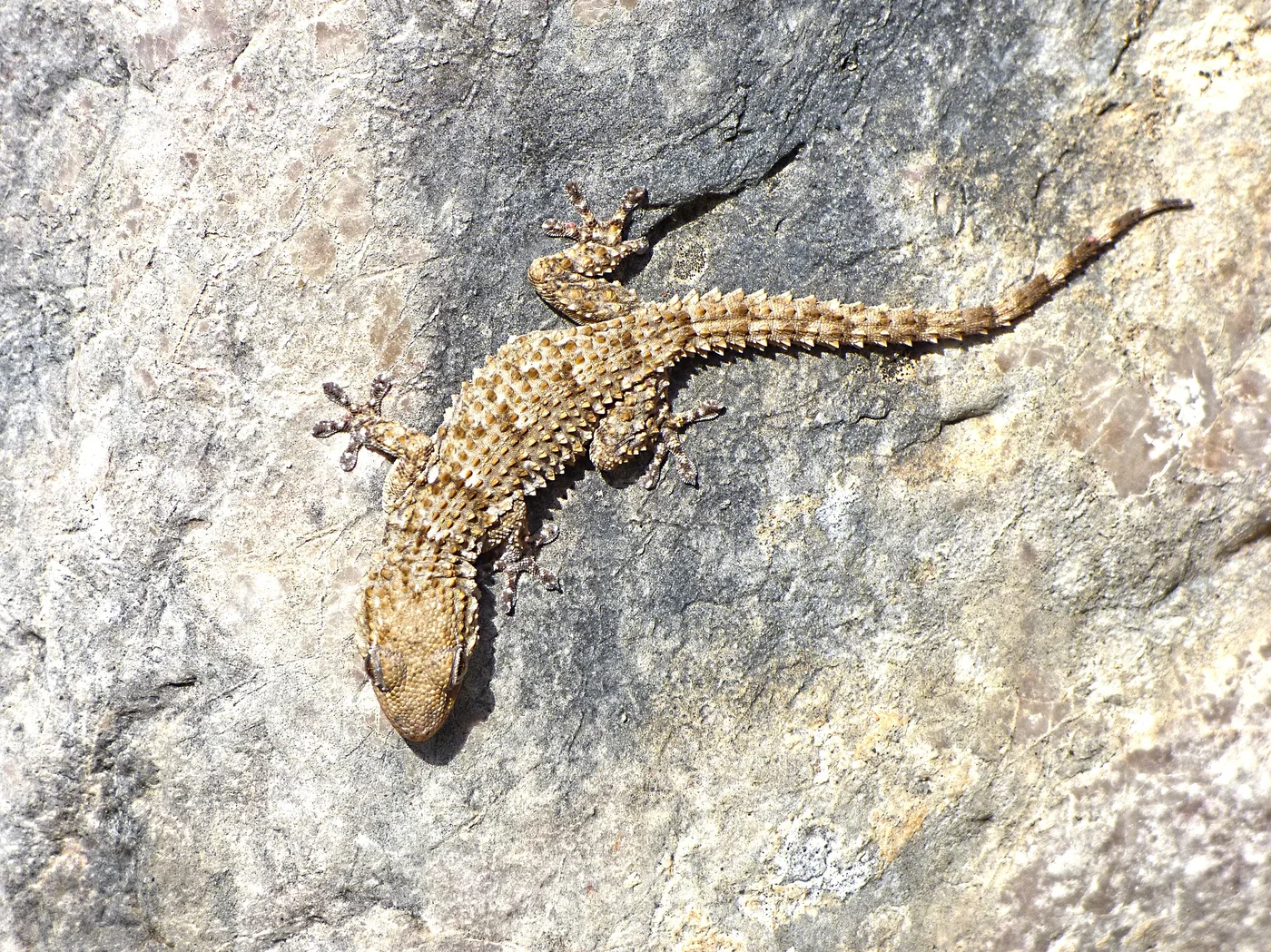 WEB-0258_gecko