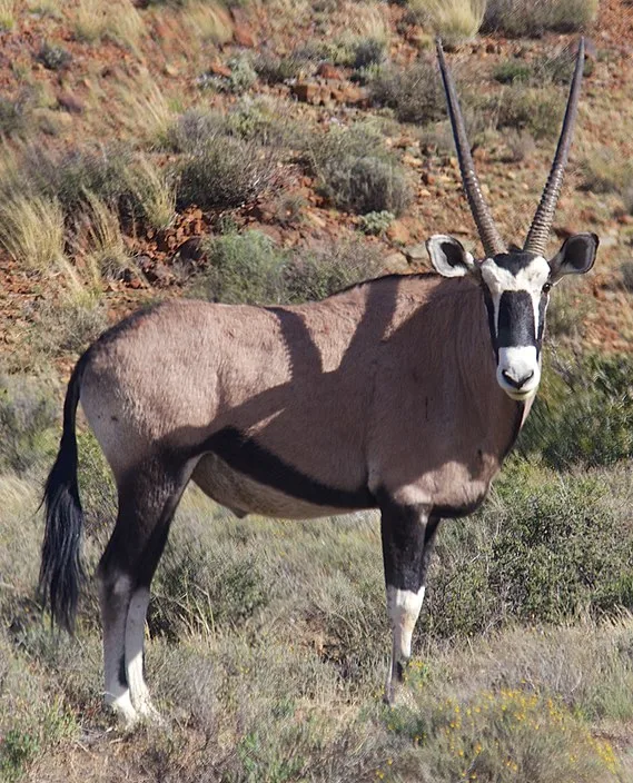 WEB-0259_gemsbok