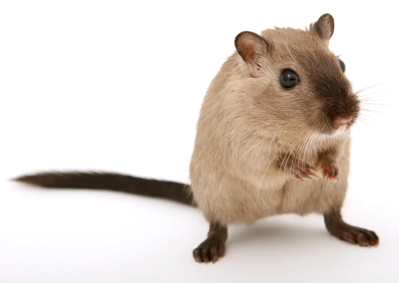 WEB-0262_gerbil