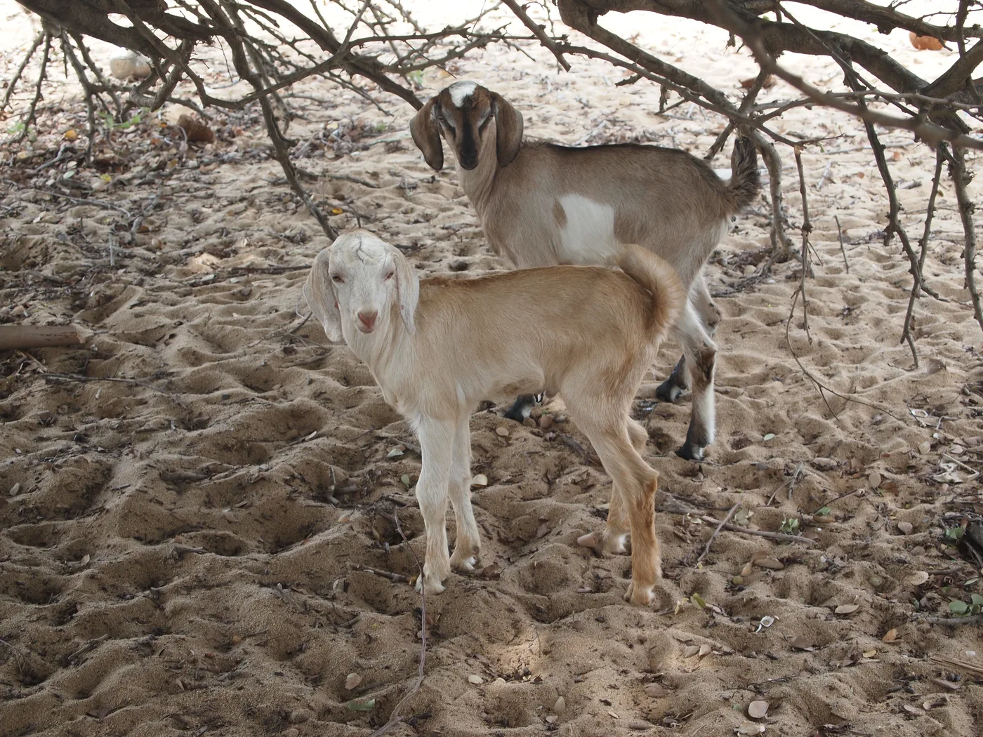 WEB-0264_goat_kid