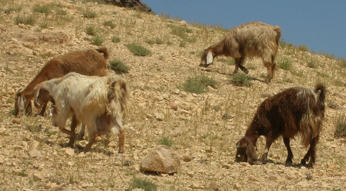 WEB-0265_goats