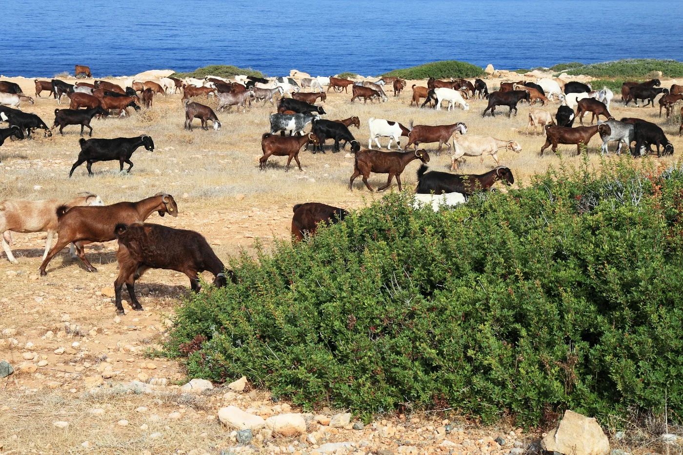 WEB-0267_goats_herd