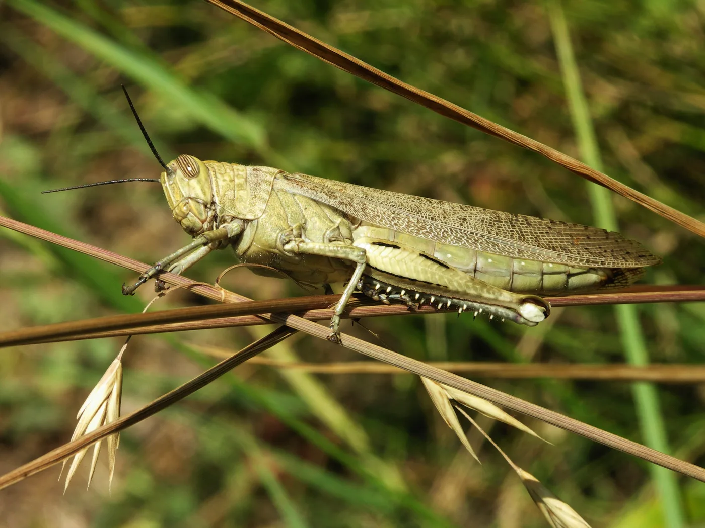 WEB-0274_grasshopper