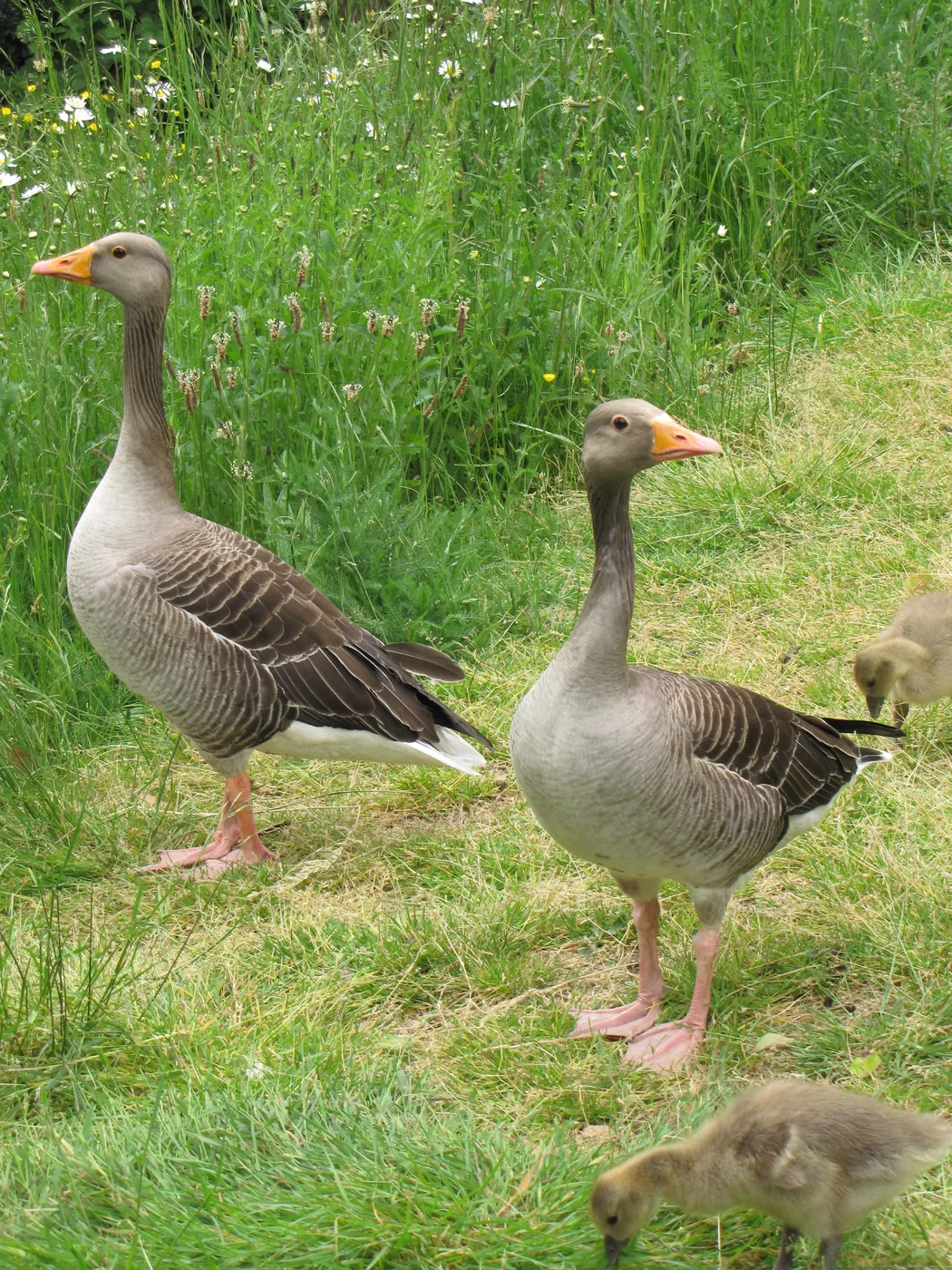 WEB-0275_graylag_goose