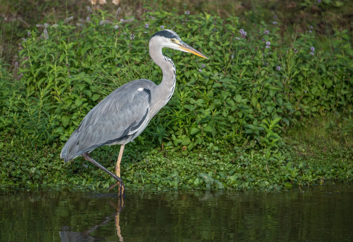 WEB-0277_grey_heron