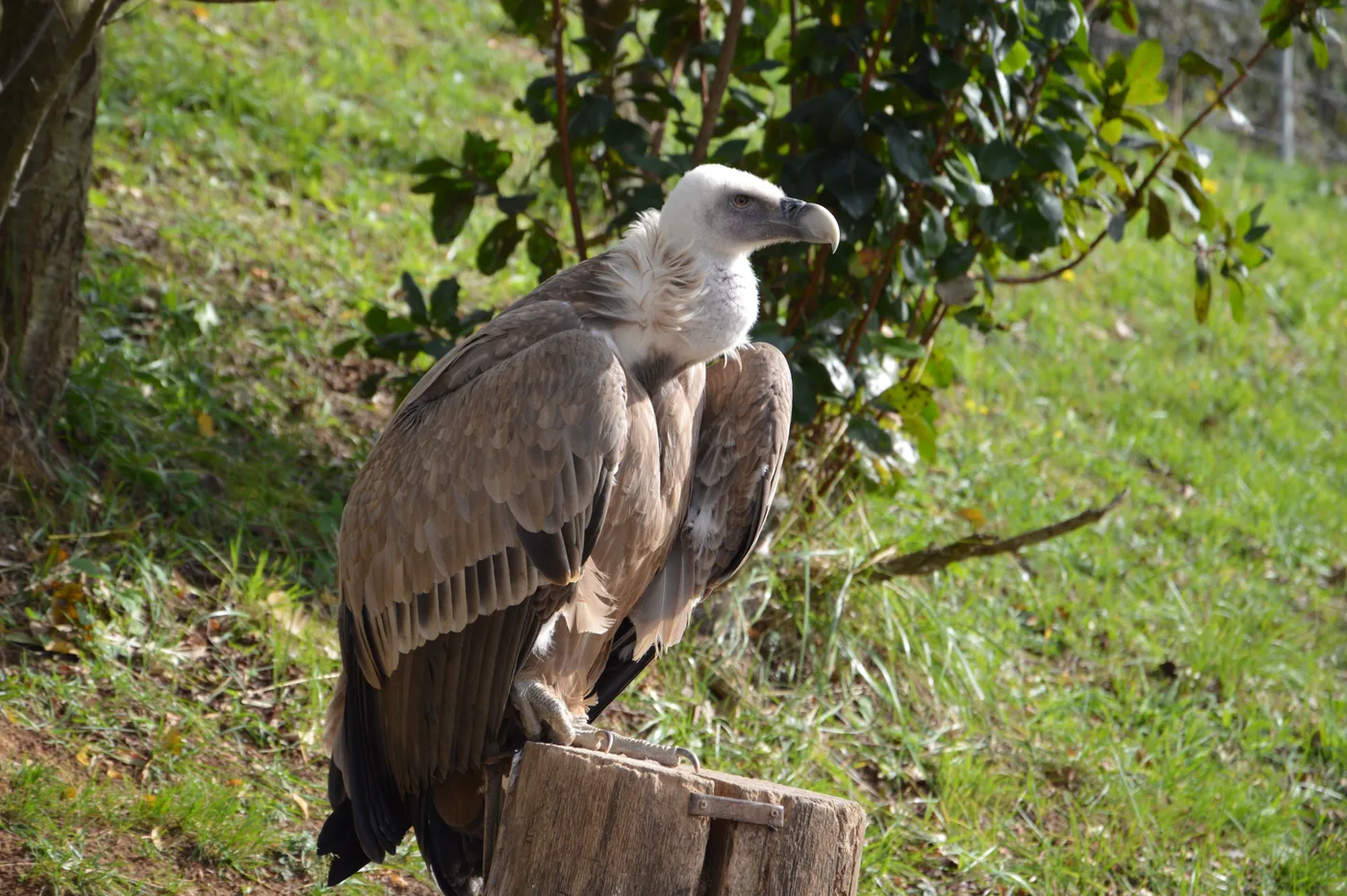 WEB-0280_vulture