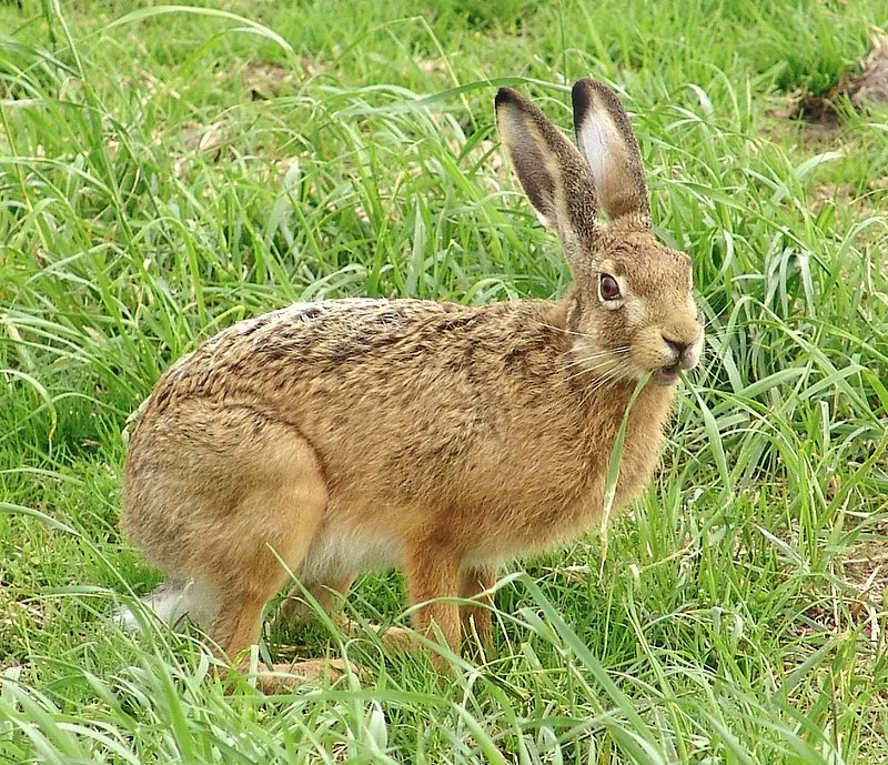 WEB-0284_hare