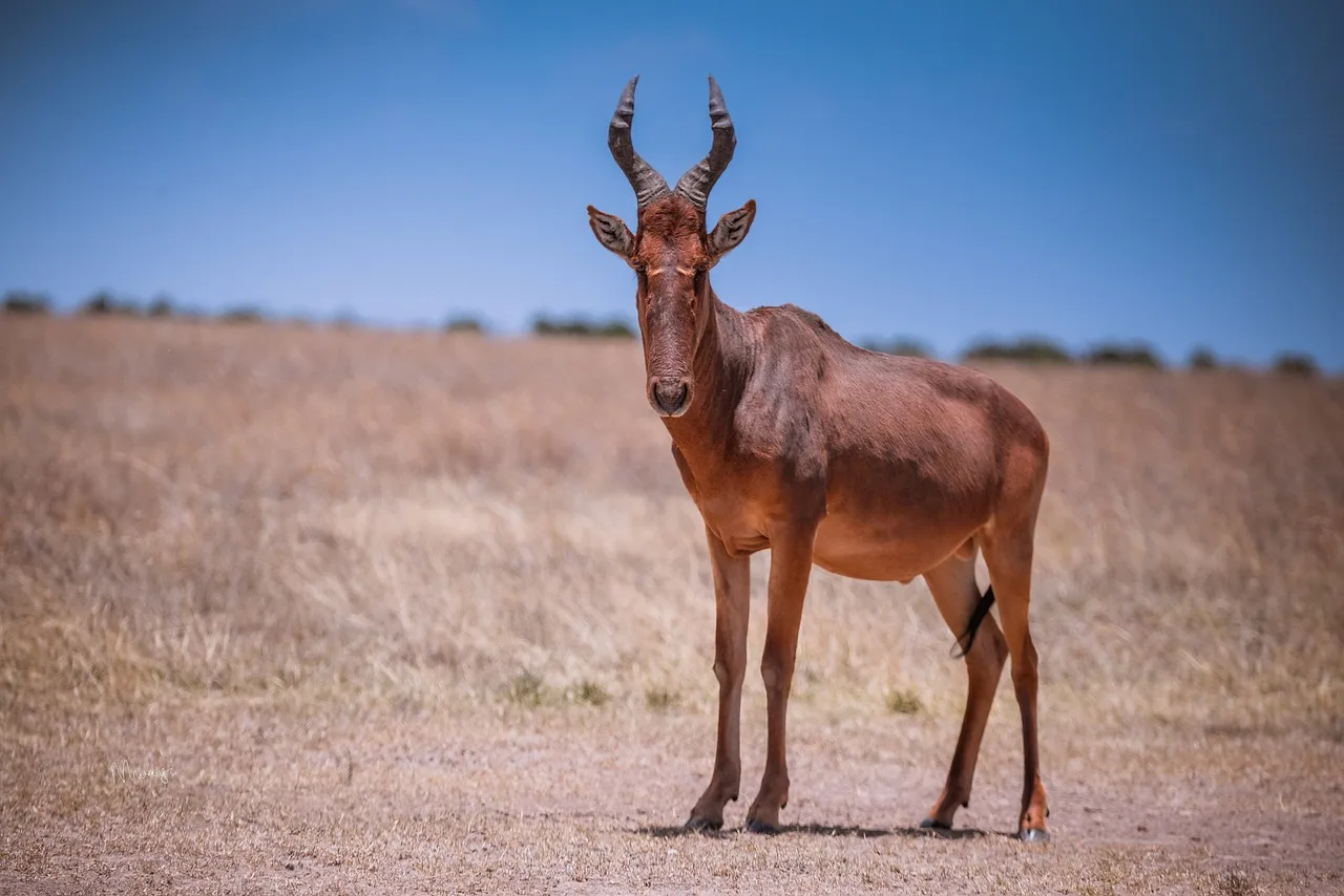 WEB-0286_hartebeest