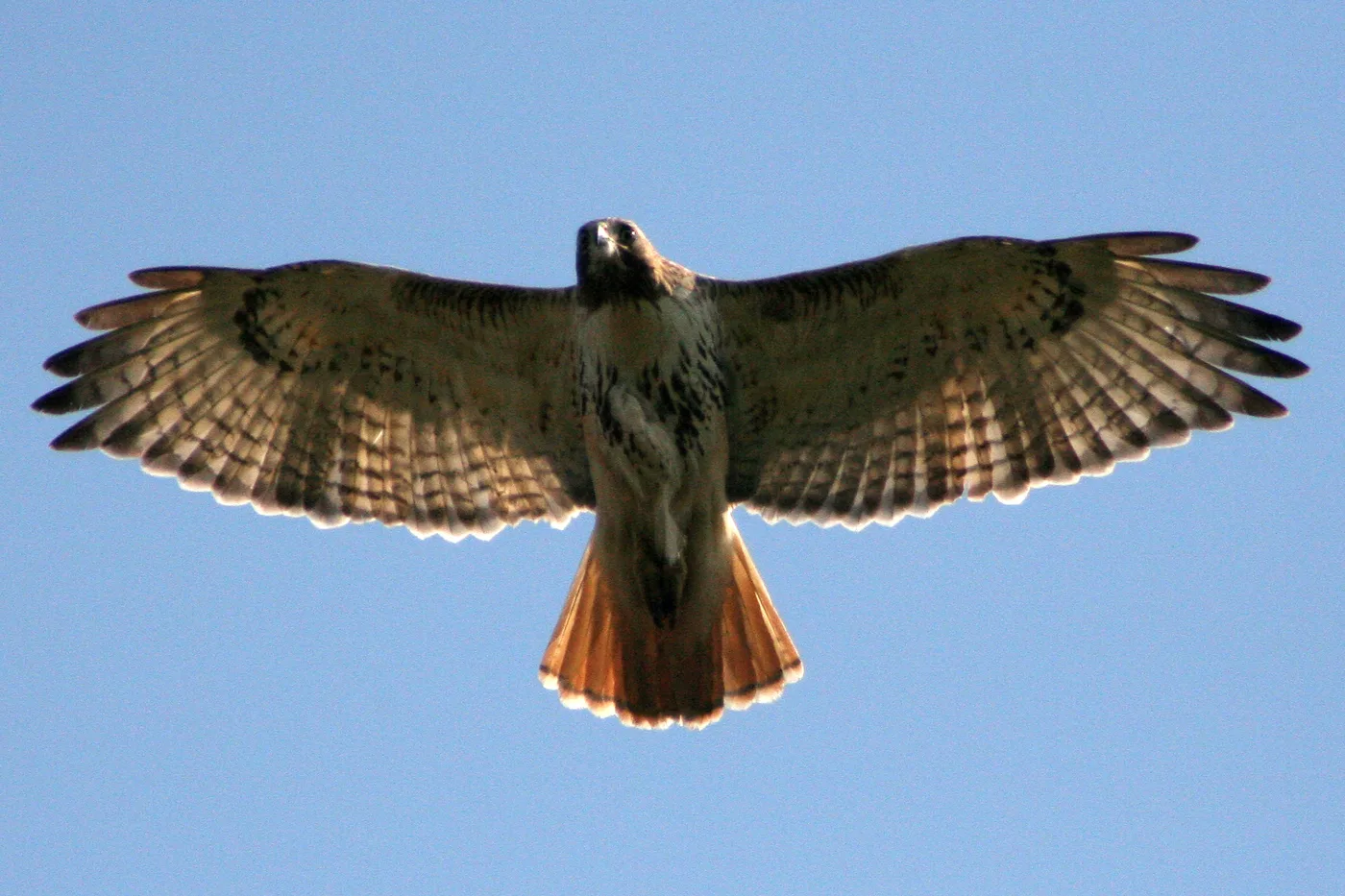 WEB-0287_hawk