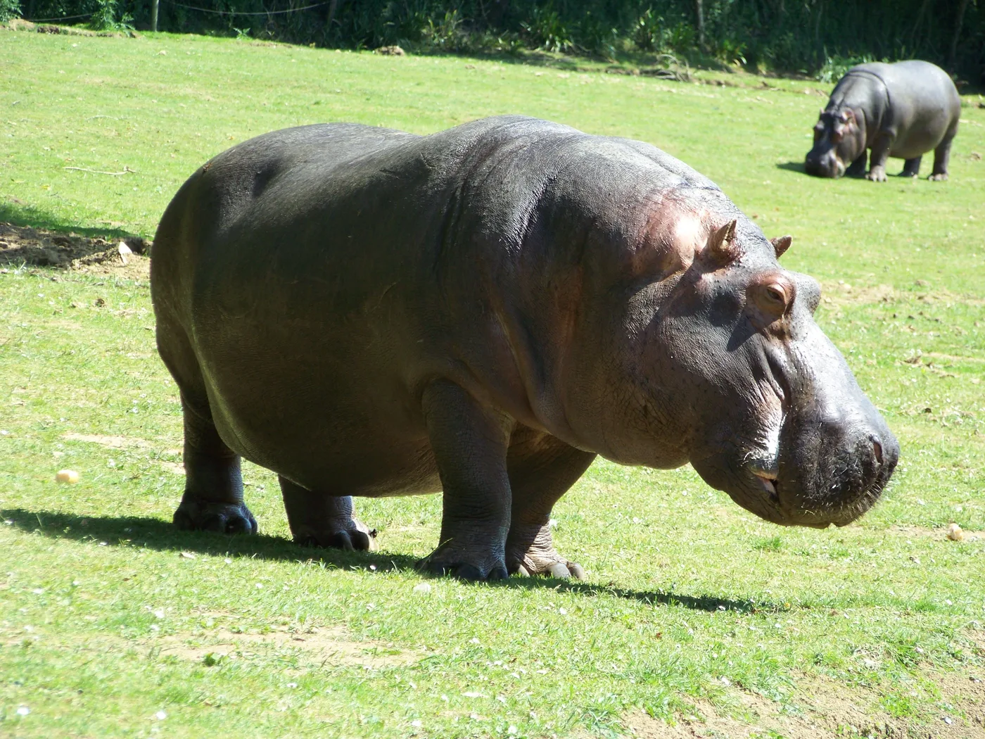WEB-0296_hippo