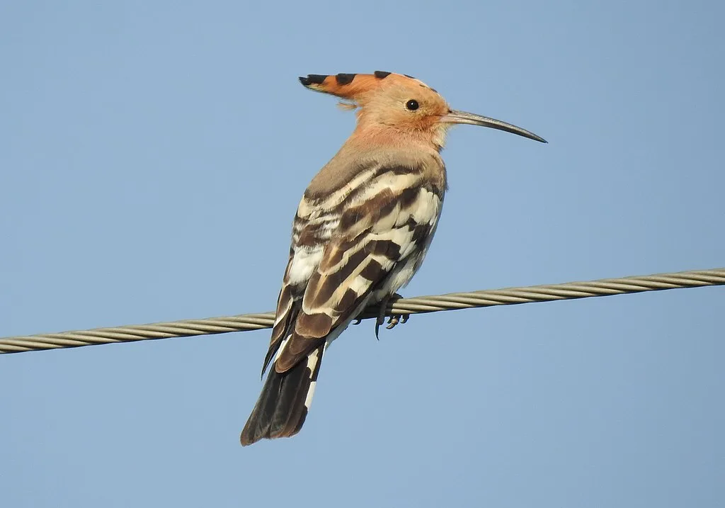 WEB-0300_hoopoe