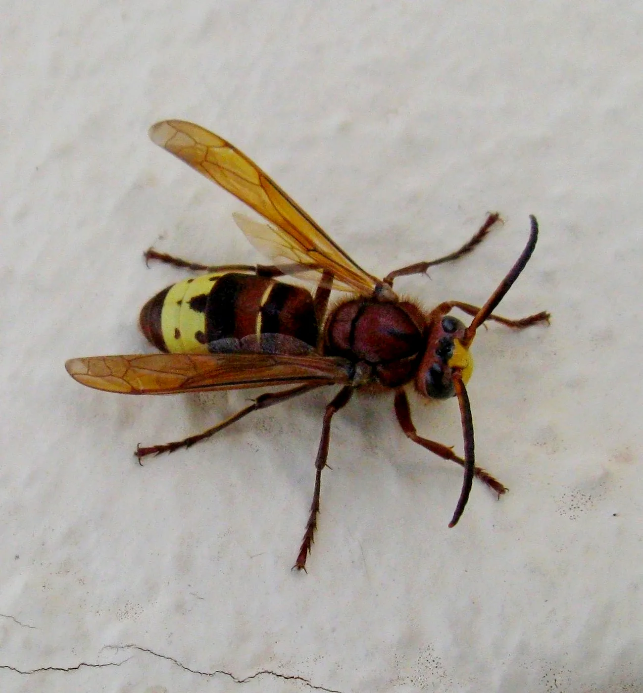 WEB-0304_hornets