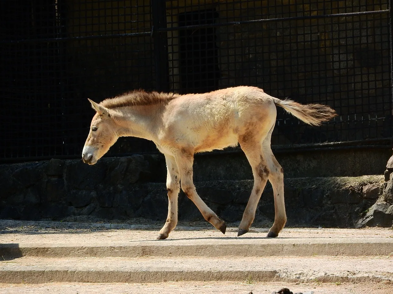 WEB-0305_horse