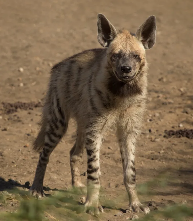 WEB-0309_striped_hyena