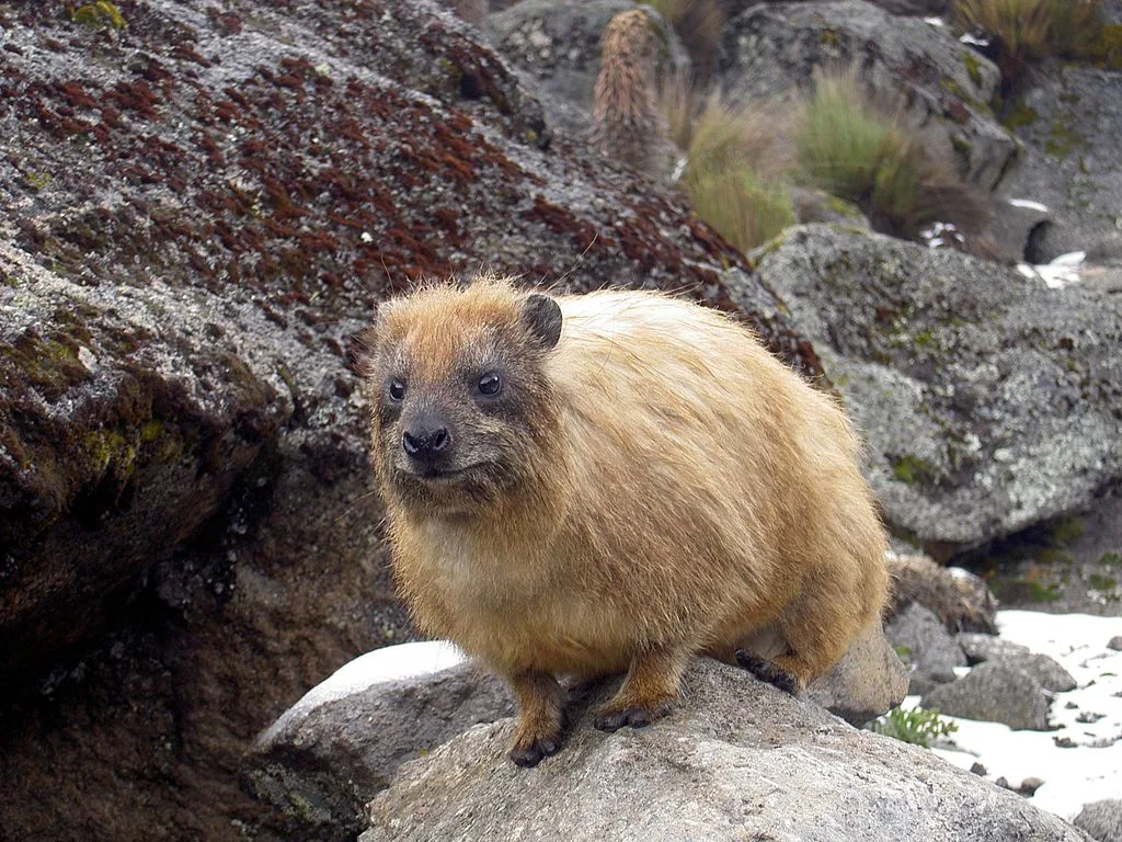 WEB-0310_hyrax