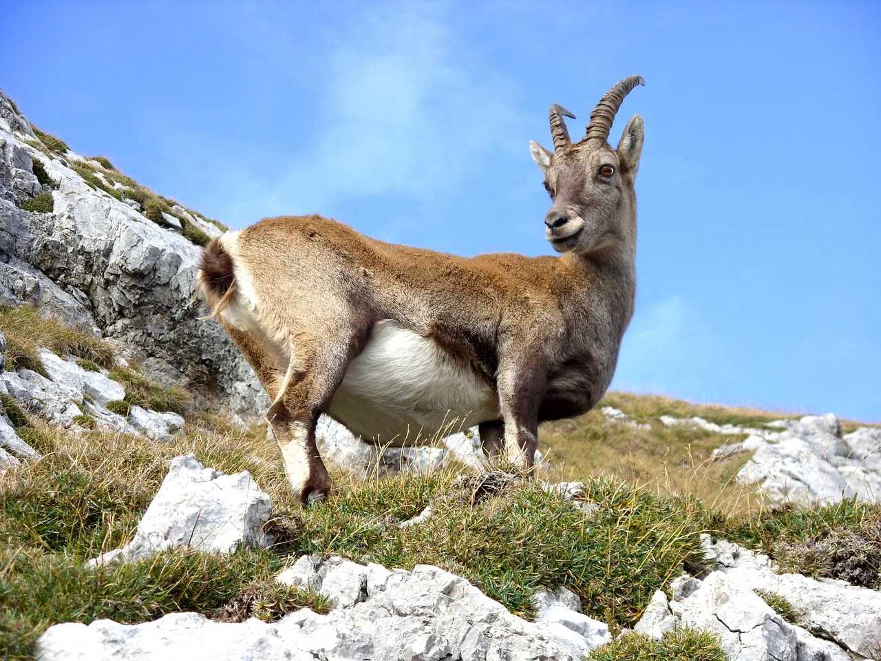 WEB-0313_ibex
