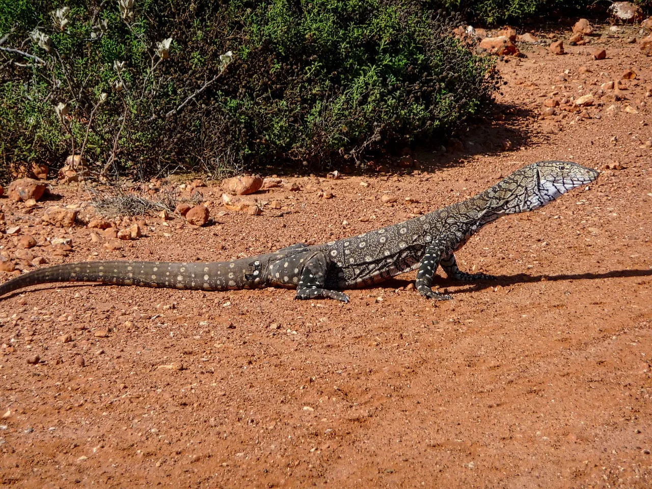 WEB-0315_iguana