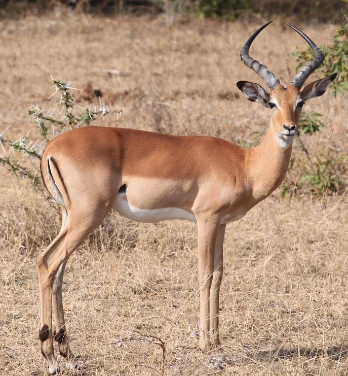 WEB-0534_impala