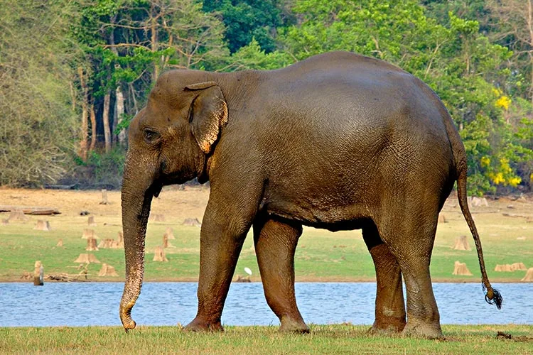 WEB-0536_indian_elephant