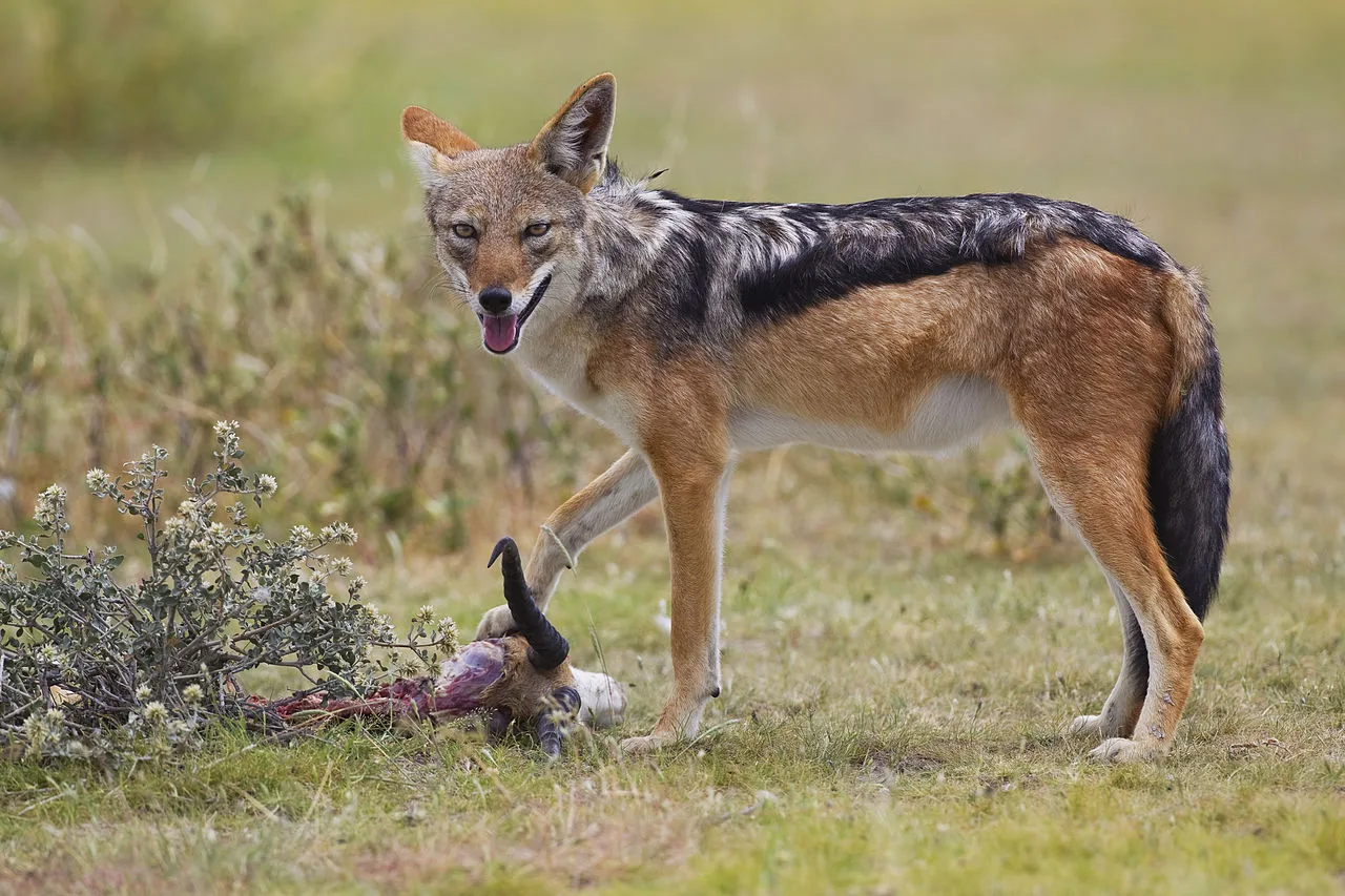 WEB-0541_jackal