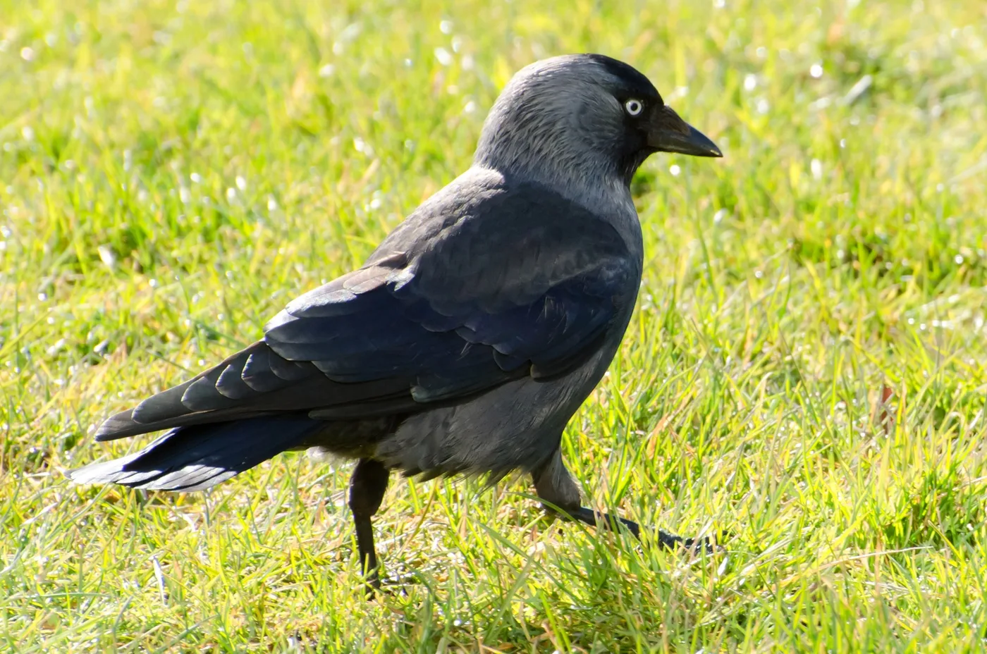 WEB-0542_jackdaw