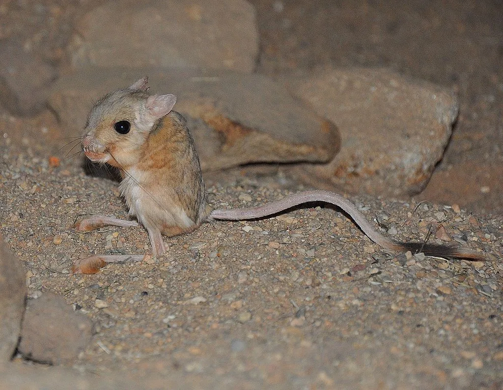 WEB-0545_jerboa