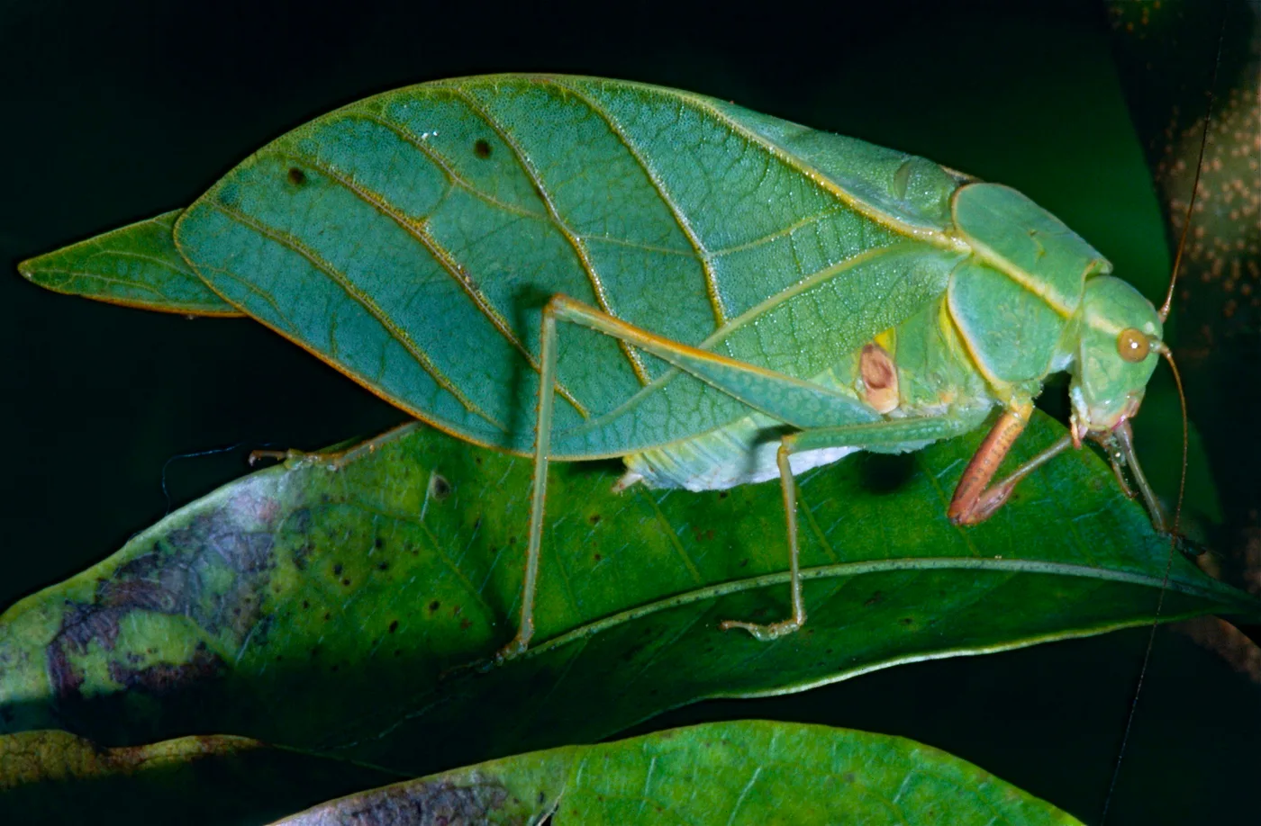 WEB-0564_katydid