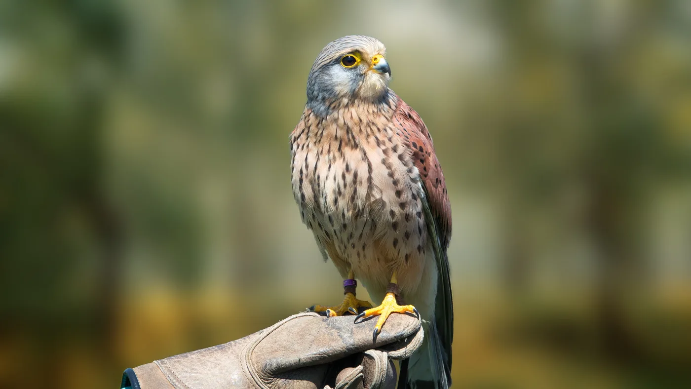 WEB-0566_kestrel