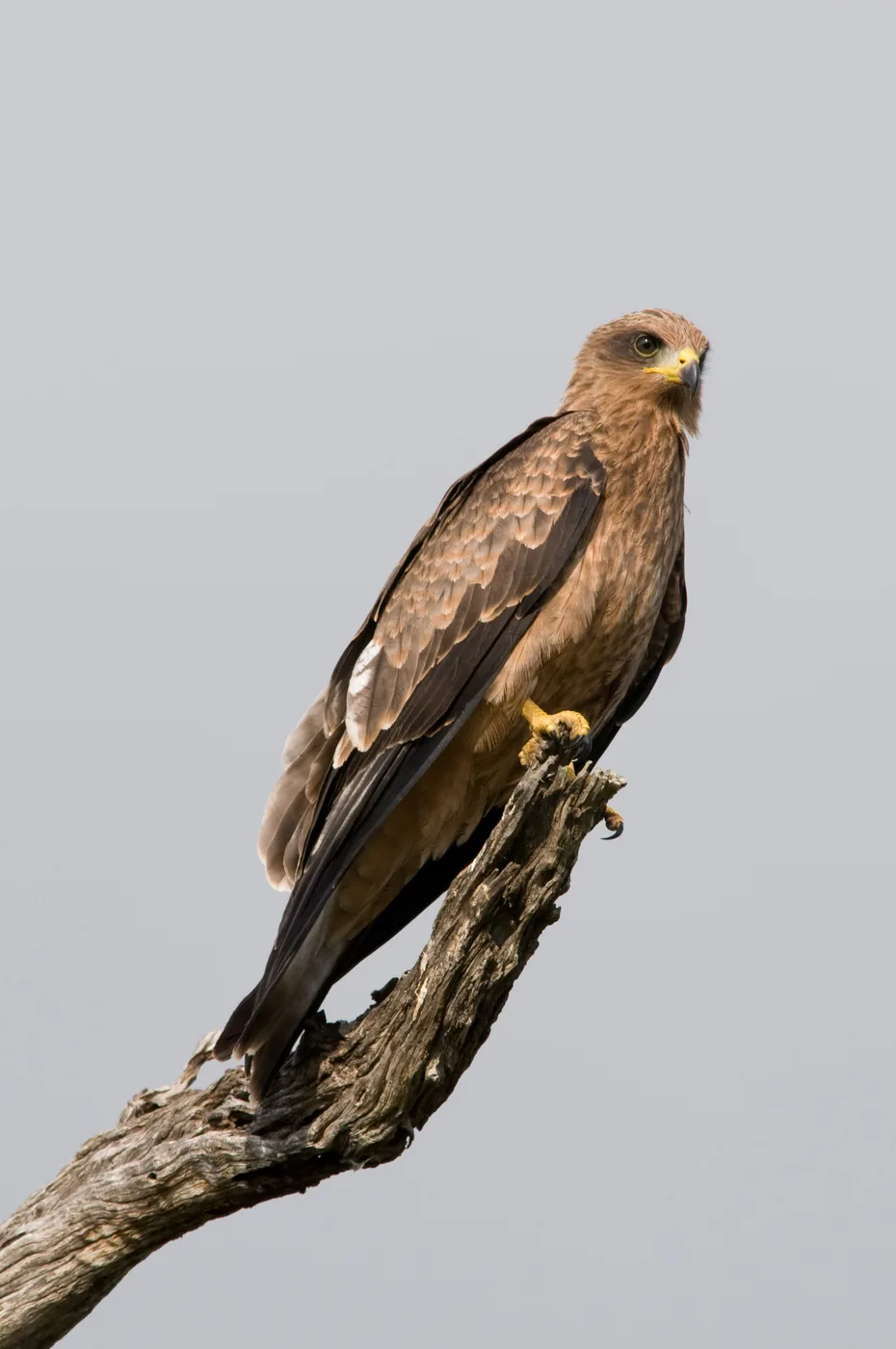 WEB-0567_black_kite