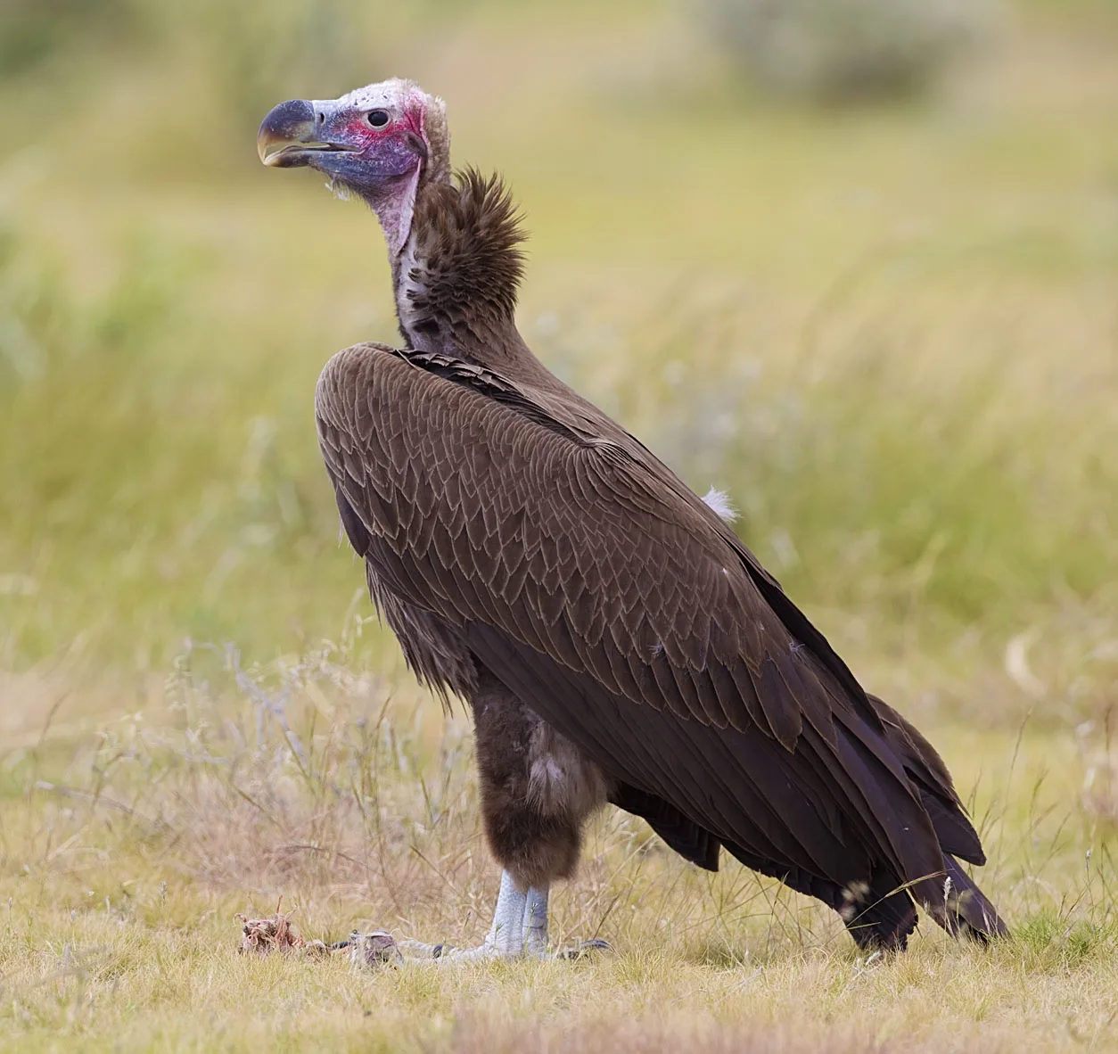 WEB-0577_lappet-faced_vulture