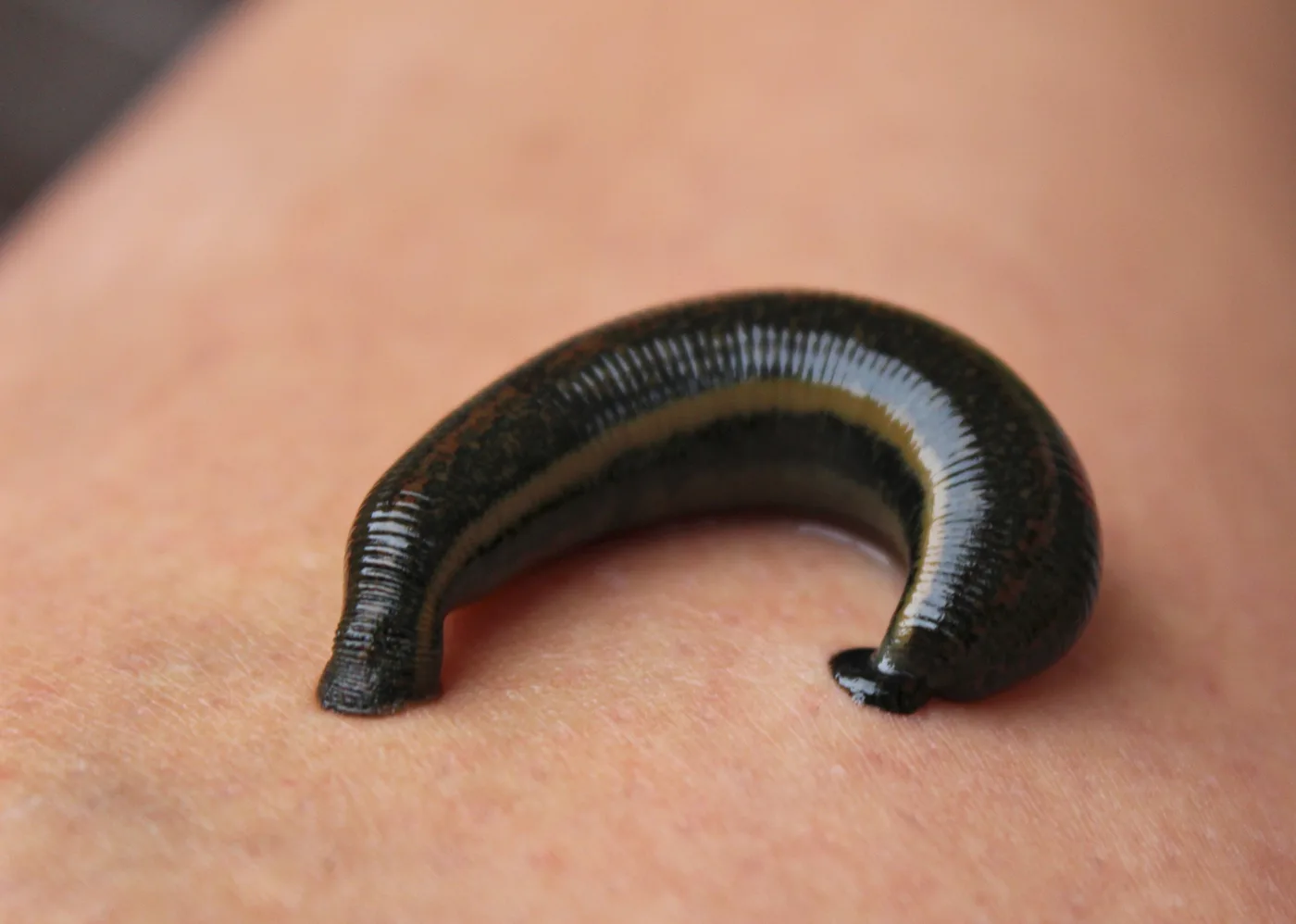 WEB-0582_leech