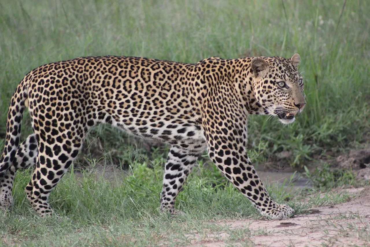 WEB-0587_leopard