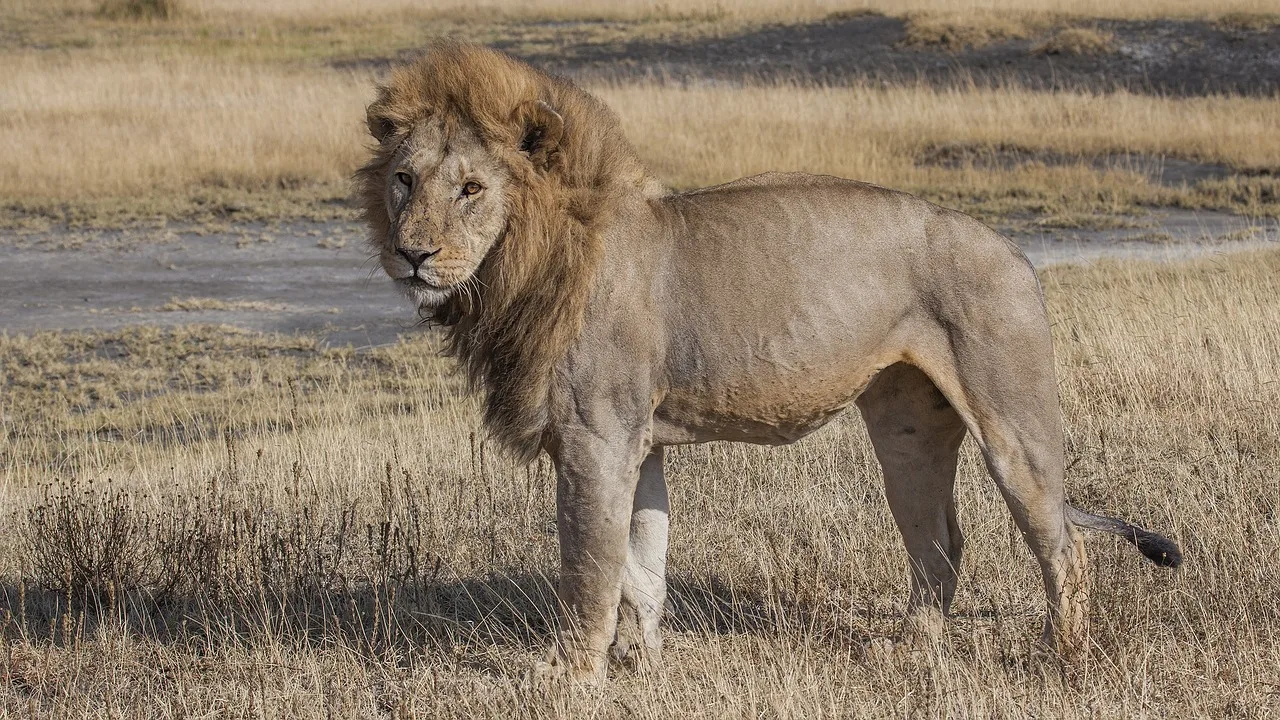 WEB-0593_lion