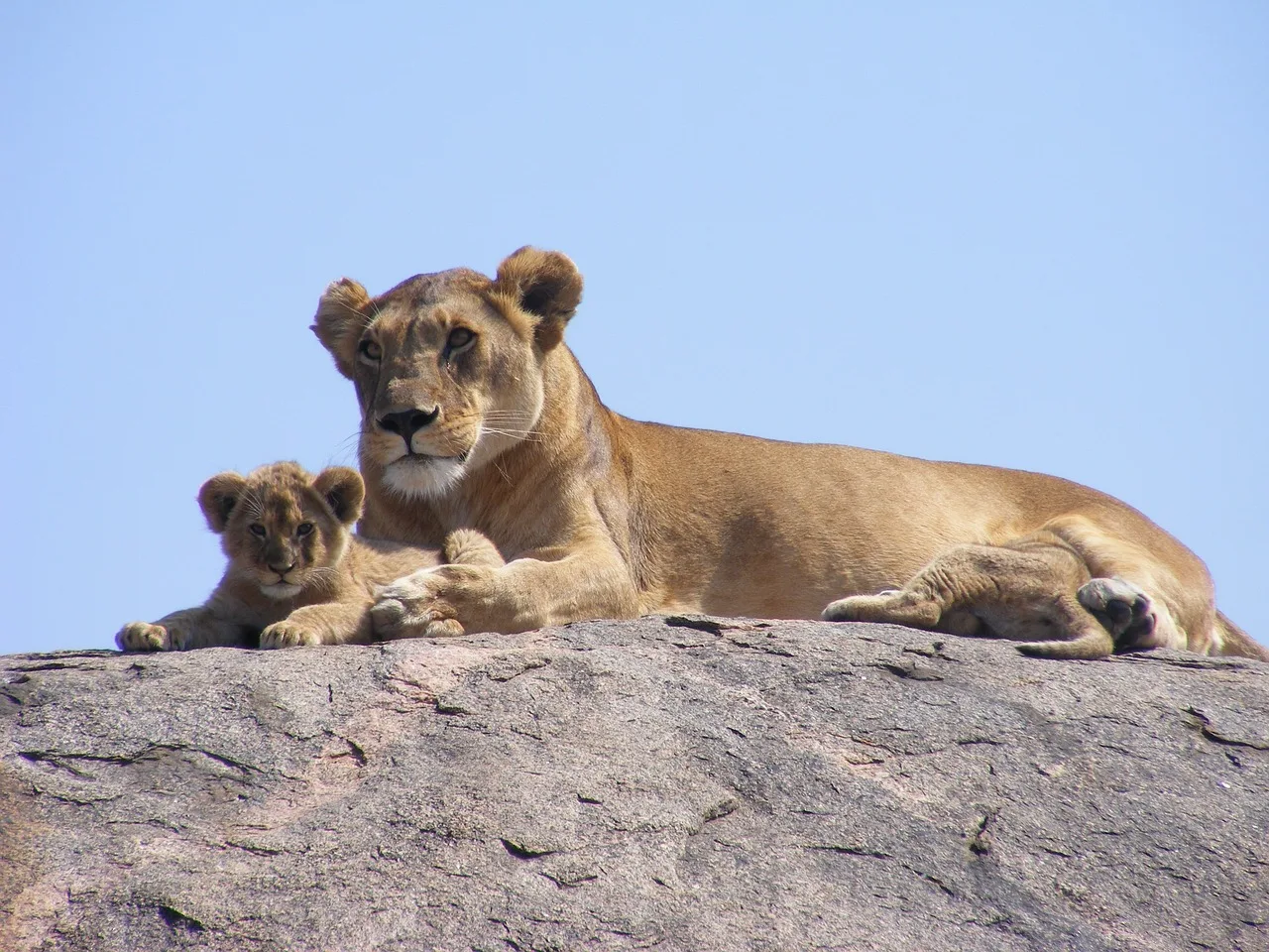 WEB-0595_lioness_cub