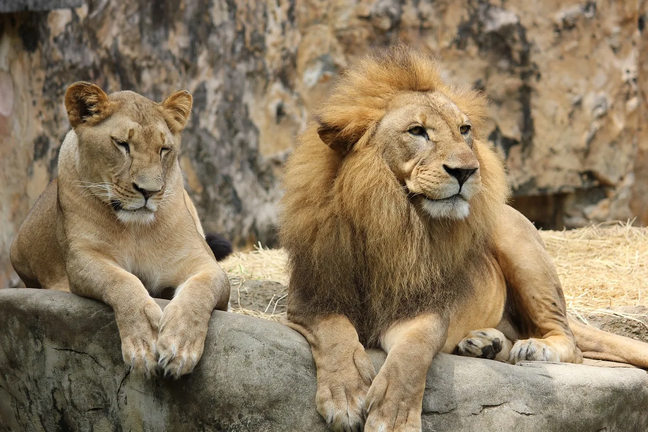 WEB-0596_lions