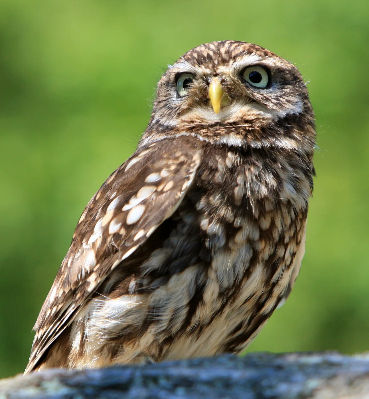 WEB-0601_little_owl