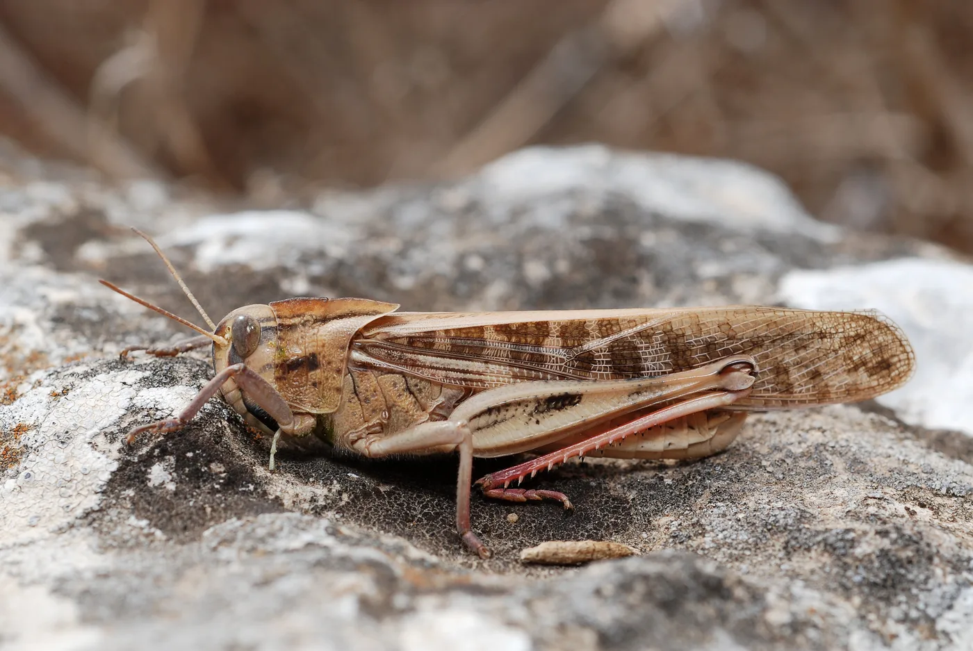 WEB-0606_locust
