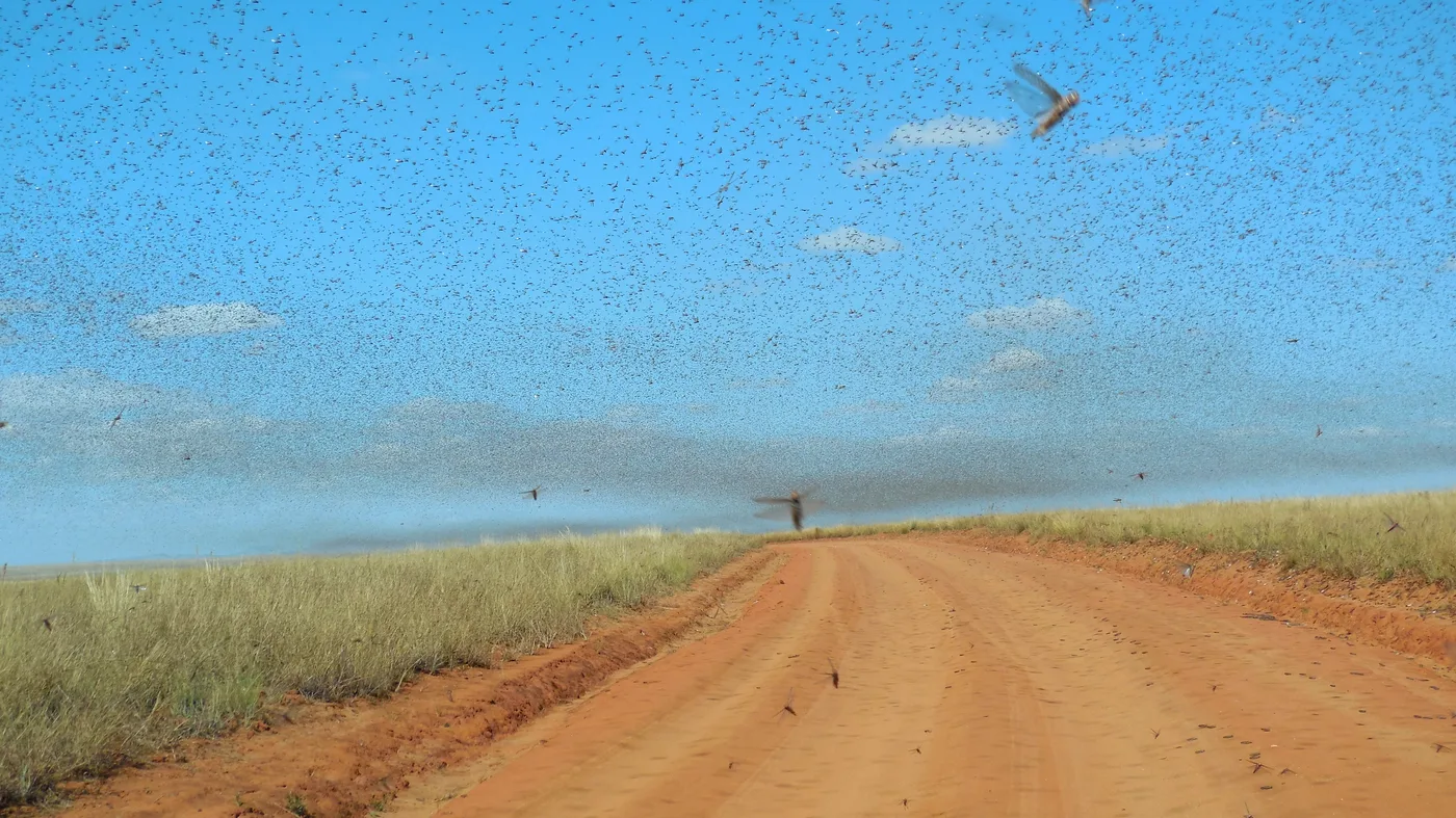 WEB-0608_locust_swarm