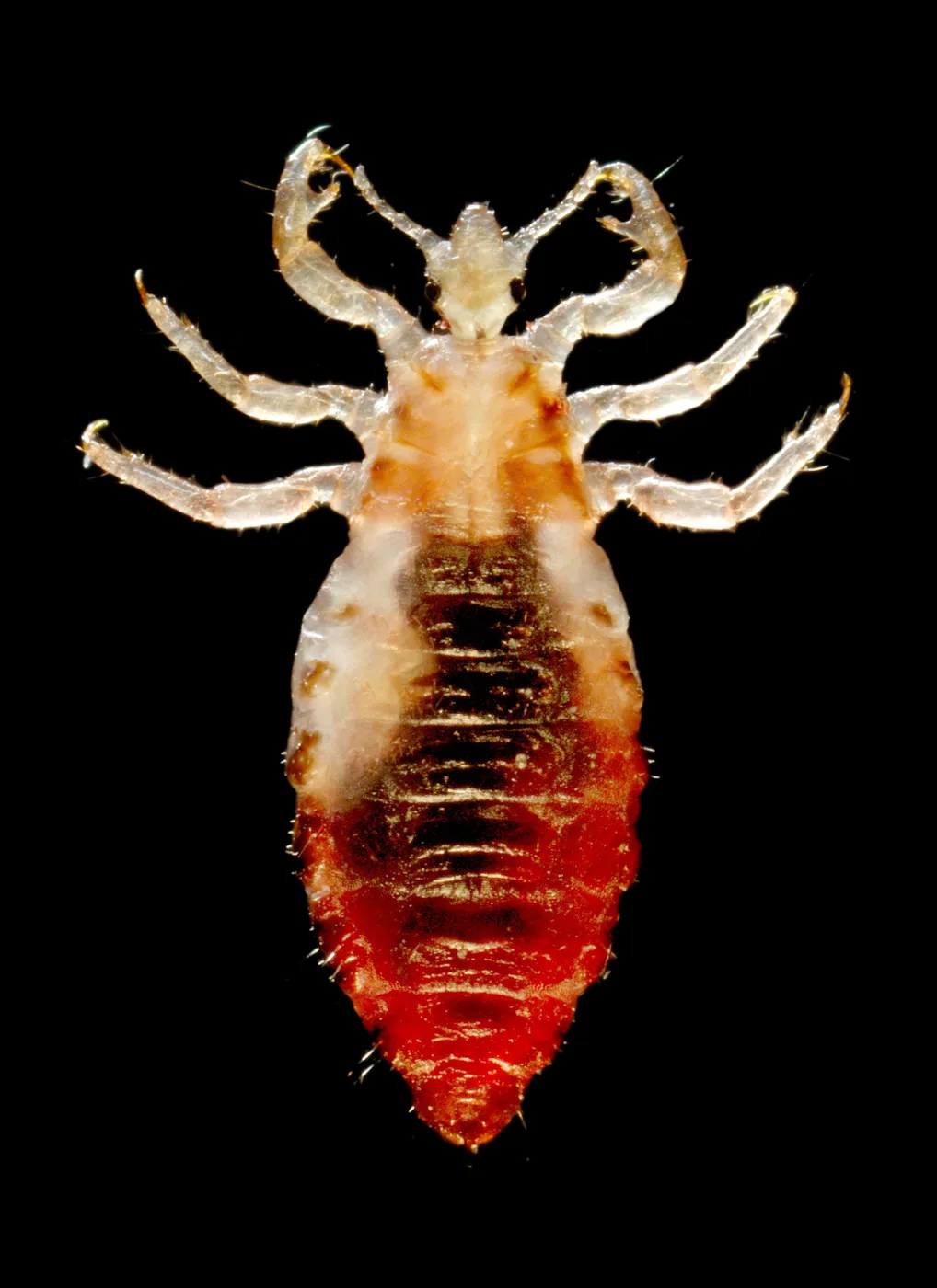 WEB-0609_louse