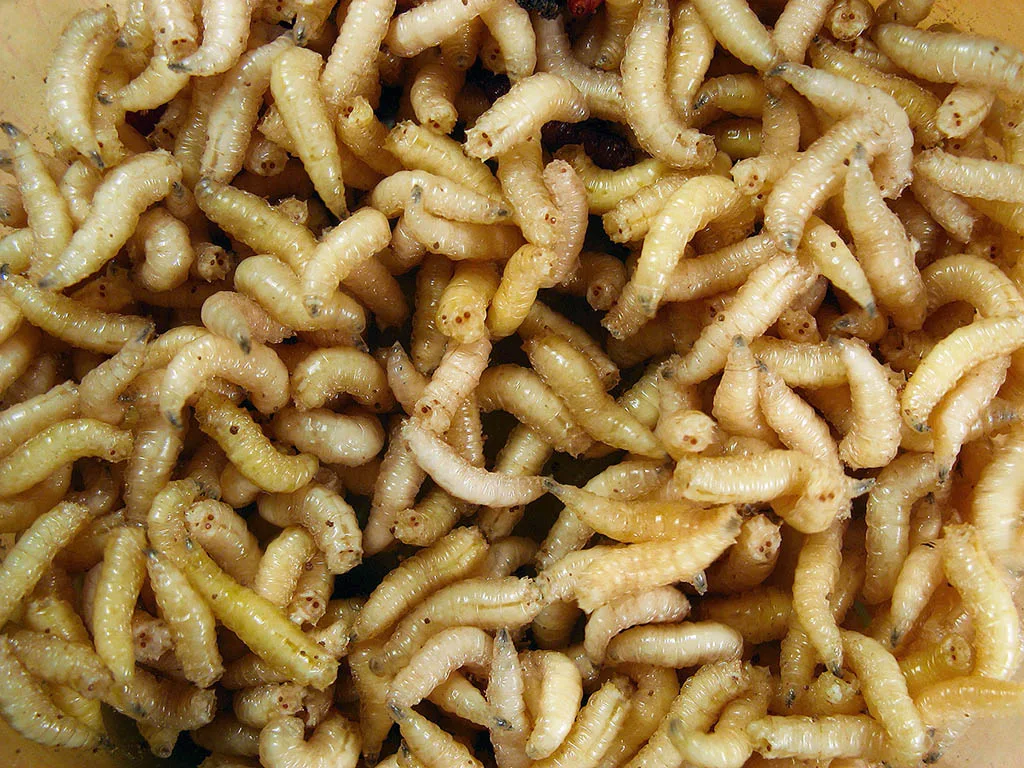 WEB-0612_maggots