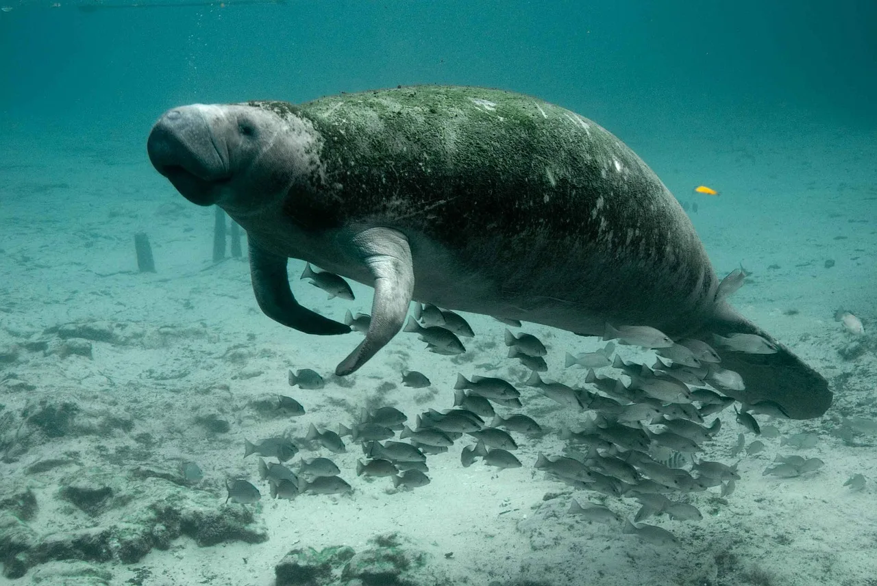 WEB-0615_manatee