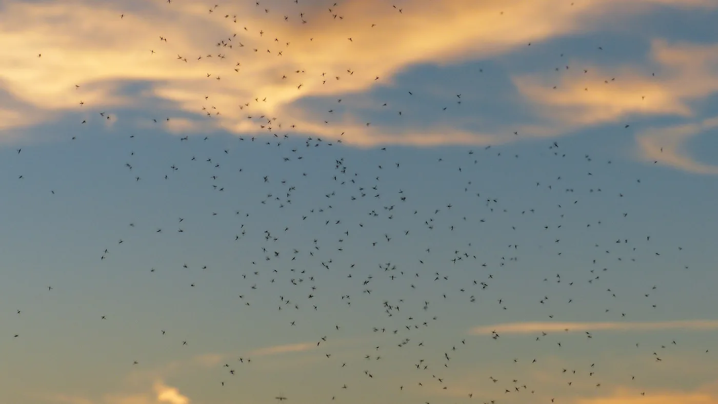 WEB-0628_midges