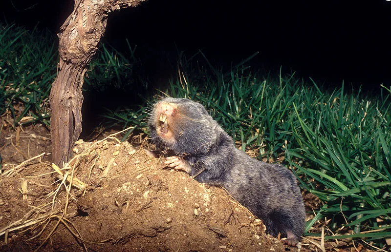 WEB-0637_molerat