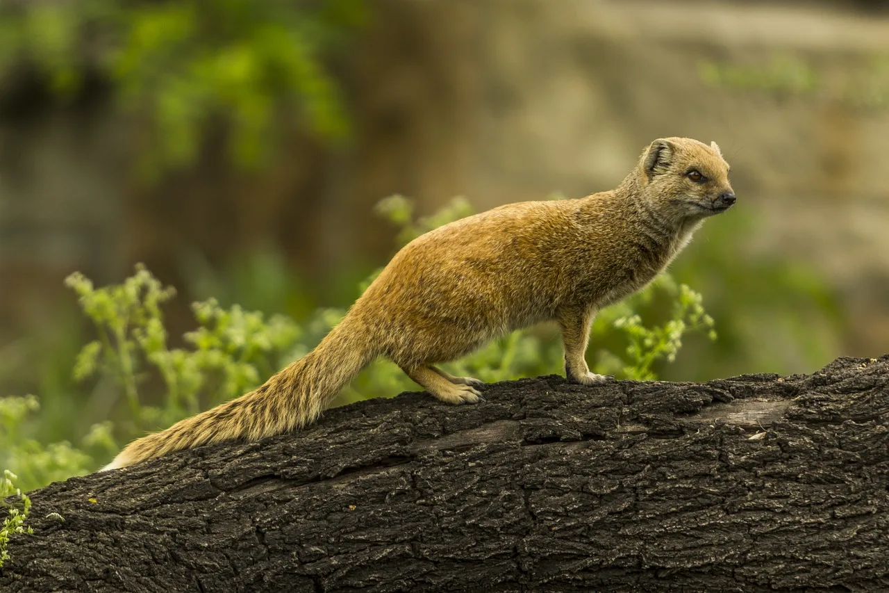WEB-0638_mongoose
