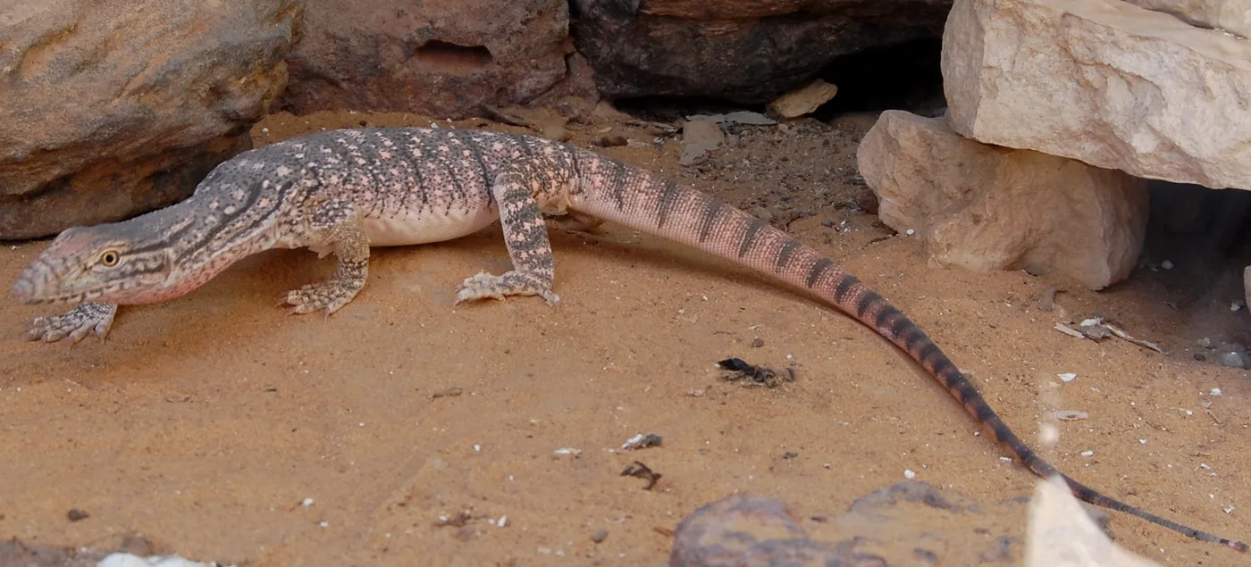 WEB-0640_lizard