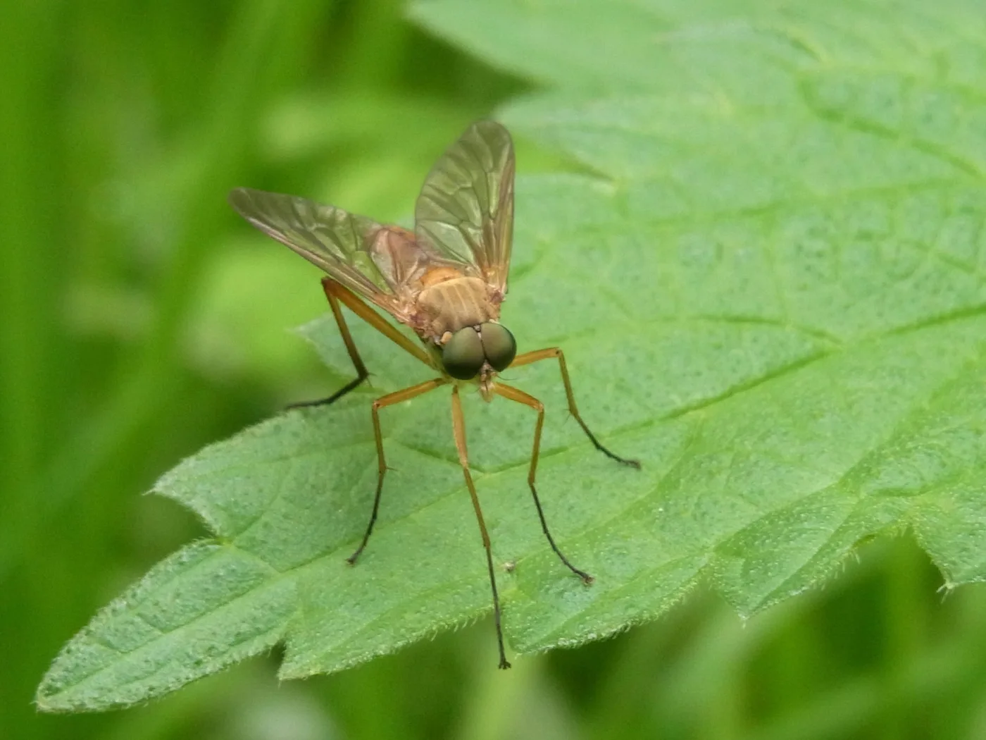 WEB-0643_mosquito