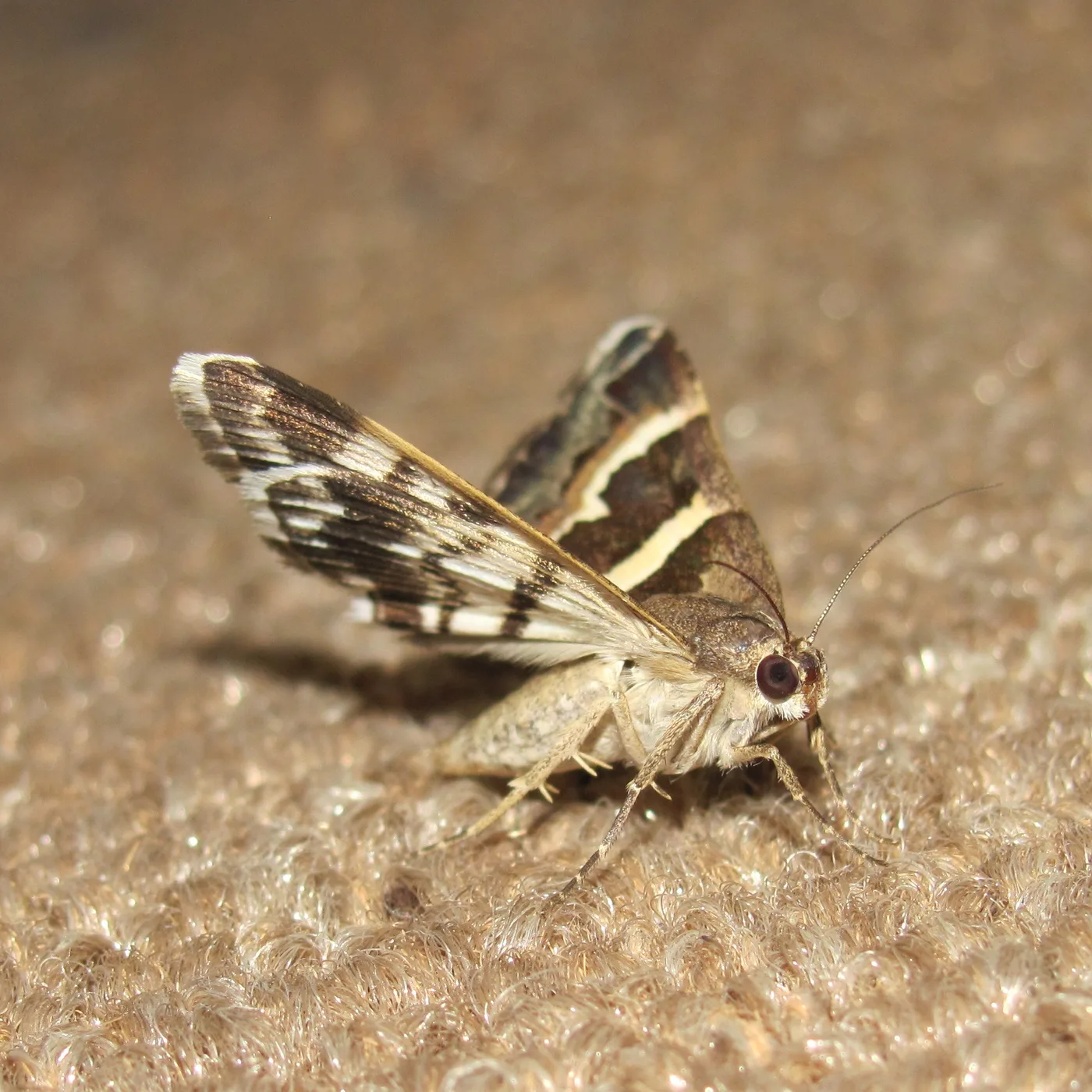 WEB-0644_moth