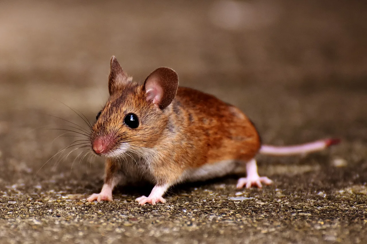 WEB-0656_mouse